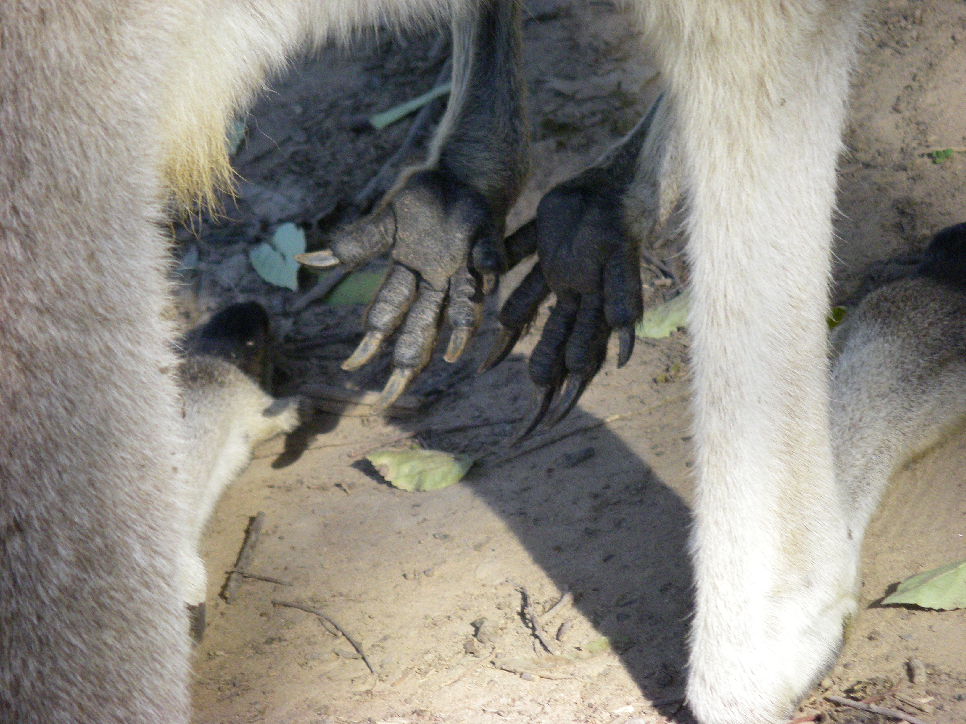 kangaroo-hands.jpg
